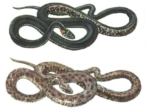 В нашем доме поселился замечательный сосед (моль, муравьи и иже с ними)